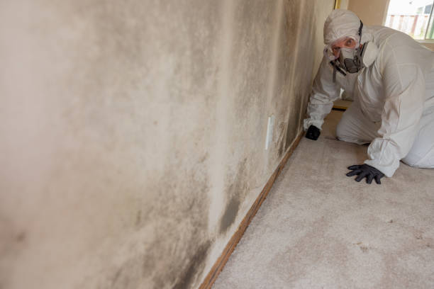 Best Basement Mold Removal  in Ashwaubenon, WI